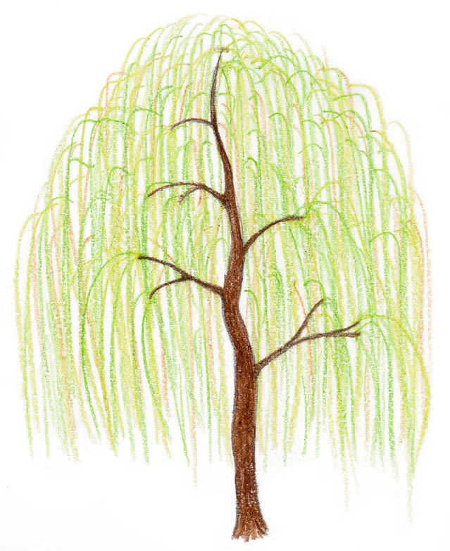 Tree drawing 4
