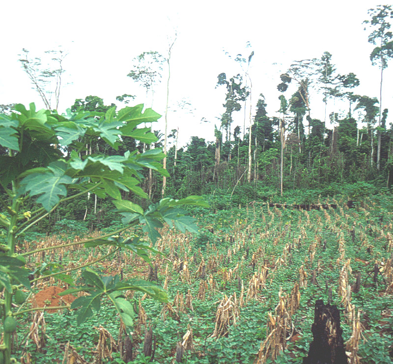 Corn field with bean crop covering