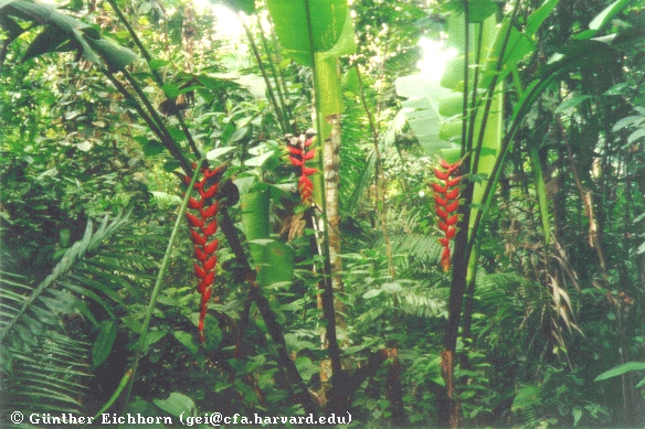 Rainforest flowers