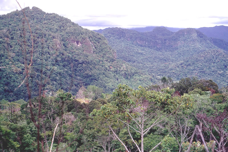 Rainforest in the lowlands of New Guinea