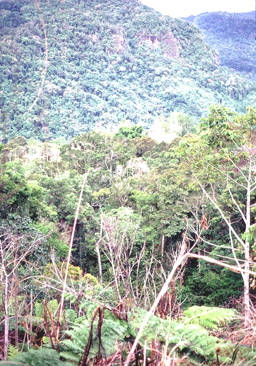 Canopy, understory, and floor vegetation in a rainforest in New Guinea.