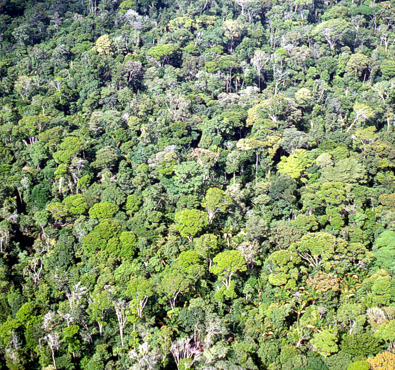 Mature Amazon forest