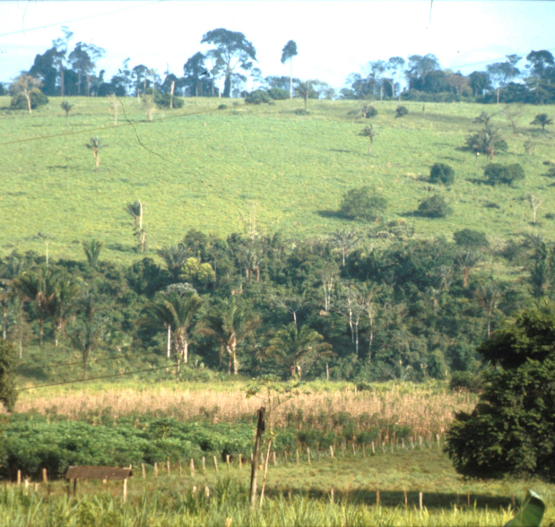 Pasture in a LBA Bragantina study area