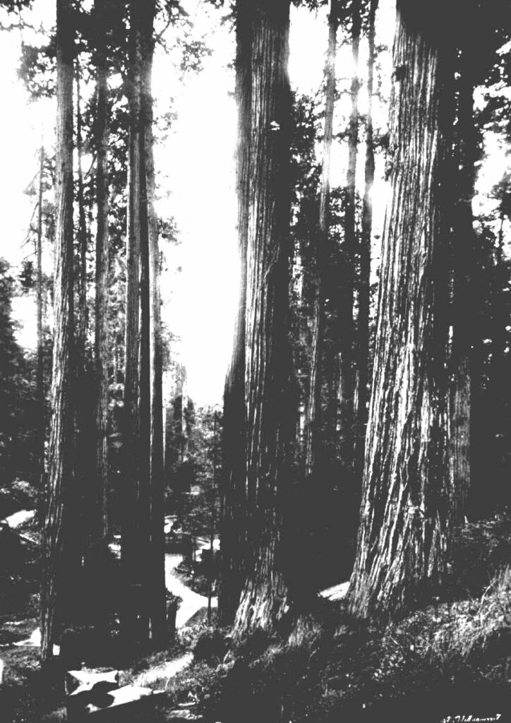 Redwoods - black & white