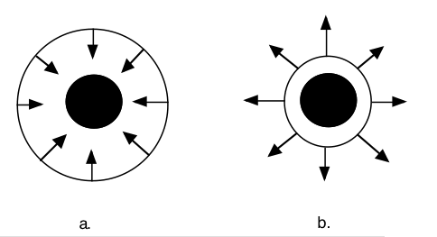 mechanism of a type II supernova