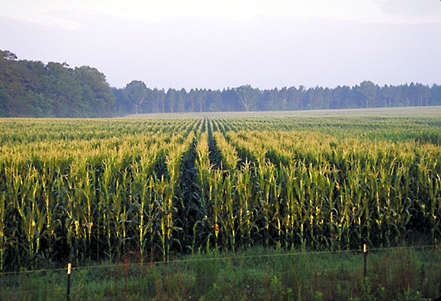 Cornfield