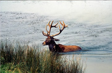 Deer in a lake