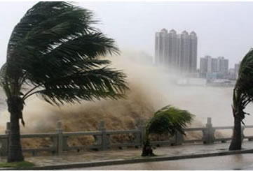 palms blowing in a storm surge
