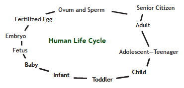 diagram of Human life cycle