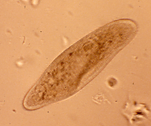 Microscope view of Paramecium