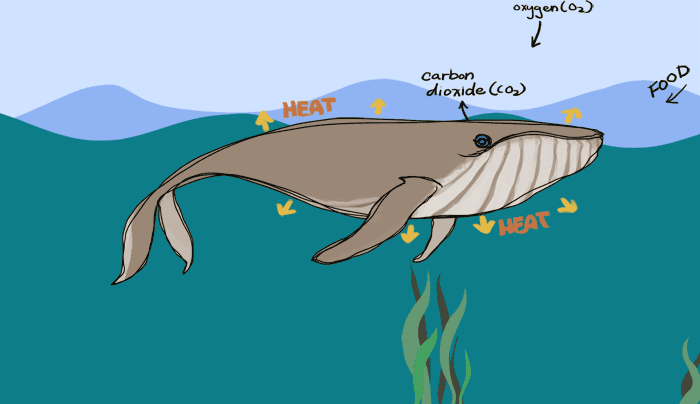 diagram of Whale as a System 