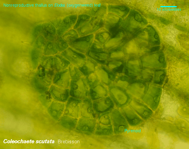 Microscope image of Coleochaete algae