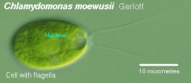 Microscope image of Chlamydomonas algae