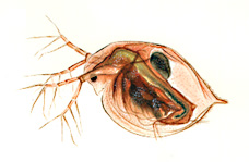 Daphnia