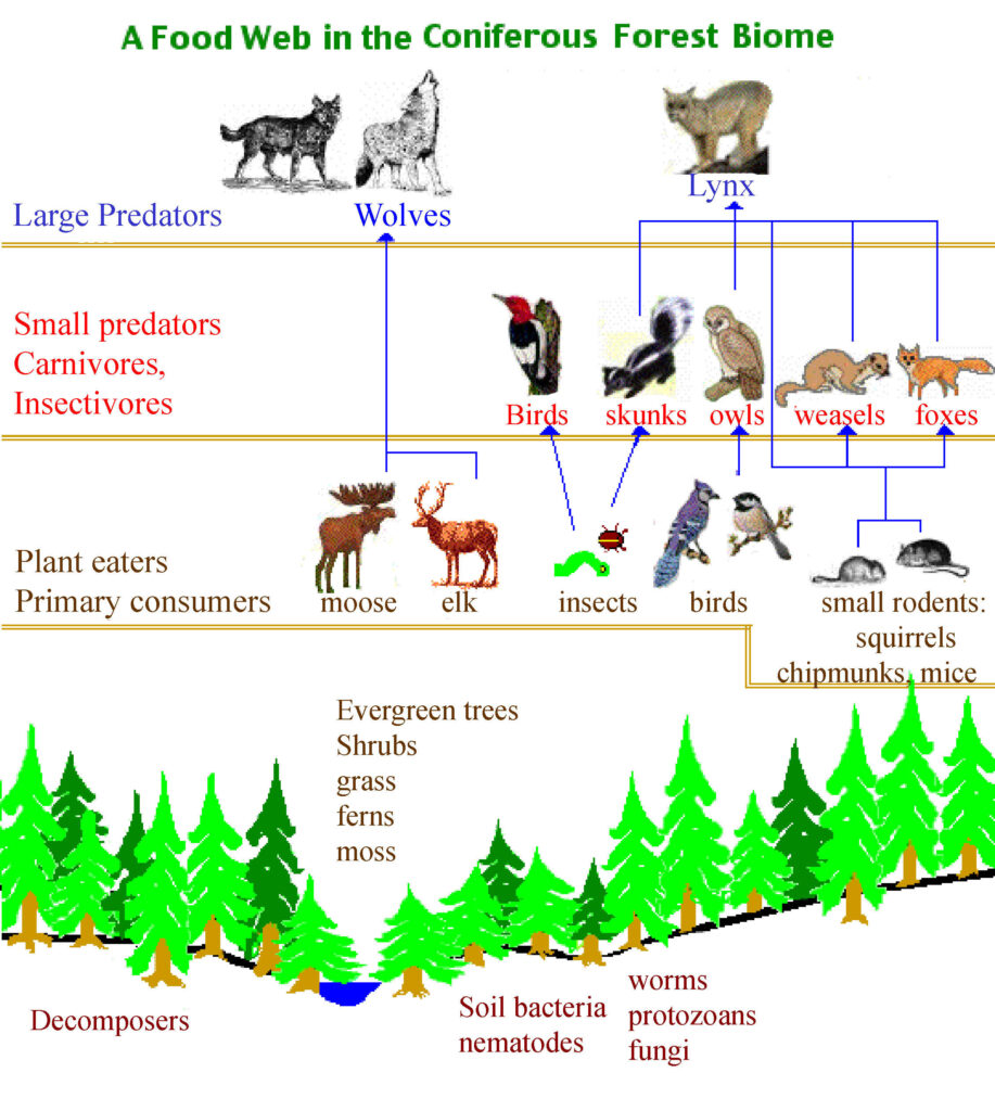 A Food Web in the Coniferous Forest Biome