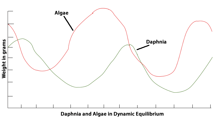 Graph of Daphnia and Algae in Dynamic Equilibrium