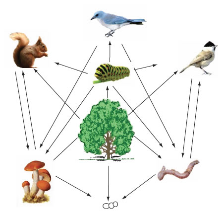 very simple food web diagram