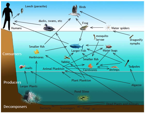 pond ecosystem diagram