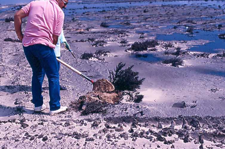 Digging soil at the Burgan Oil Fields