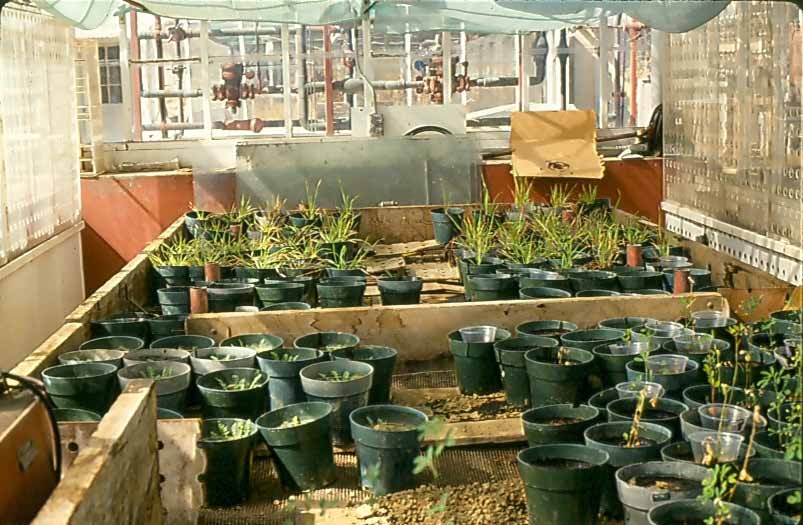 The project greenhouse in Berkeley, California