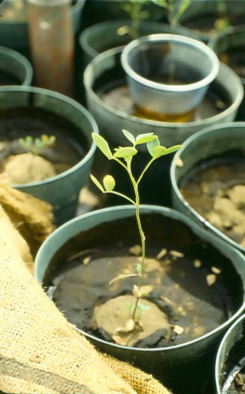 Plant growing in pots of Coalinga soil