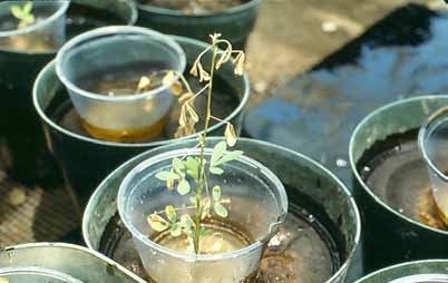 Growing Kuwait rangeland plants in Coalinga soil.