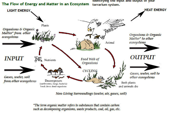 The flow of energy and matter in an ecosystem