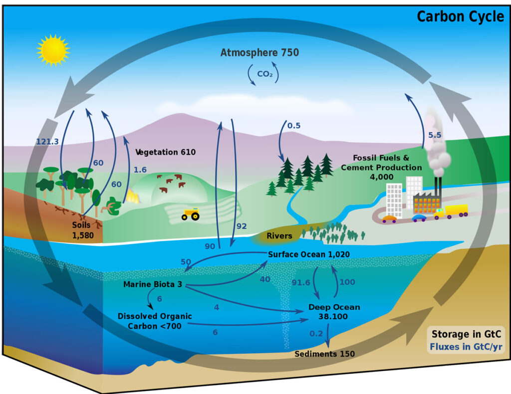 The Carbon Cycle This diagram shows amounts of carbon that are stored in various “carbon sinks” and how much transfers between sinks on a regular basis.