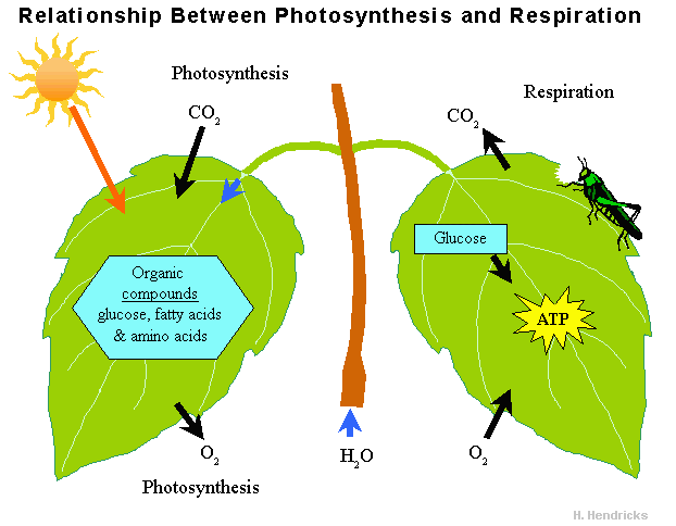Relationship between photosynthesis and respiration