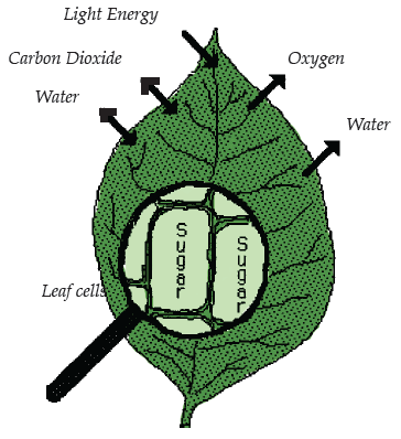 Reactions taking place in a leaf
