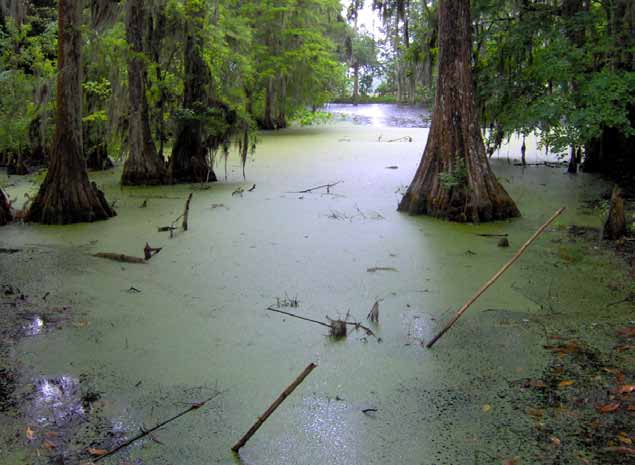 A swamp in near Charleston, South Carolina, United States.