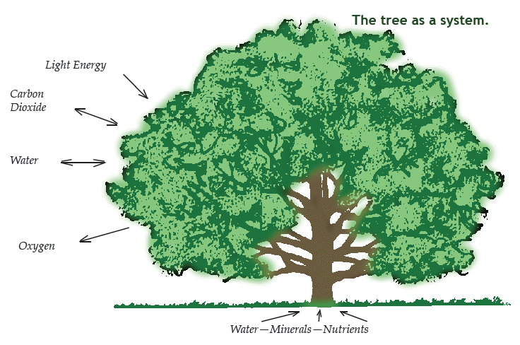 Tree as a system