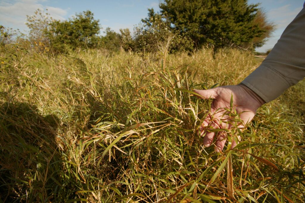 Bufflegrass