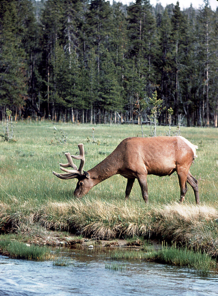 Elk