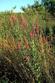 Invasive species: loosestrife