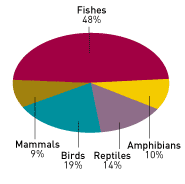 Vertebrate Species pie chart