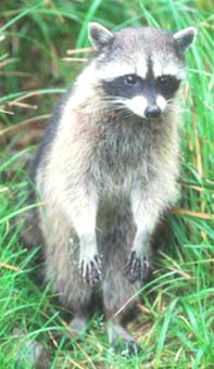 Raccoon