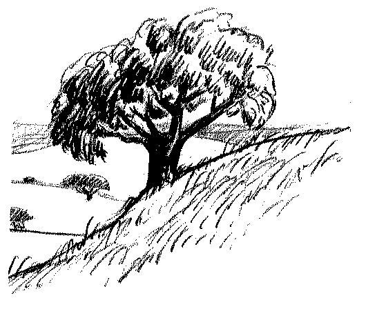 drawing of a tree on a hillside