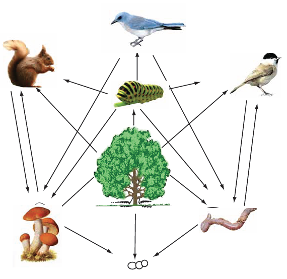 A food web