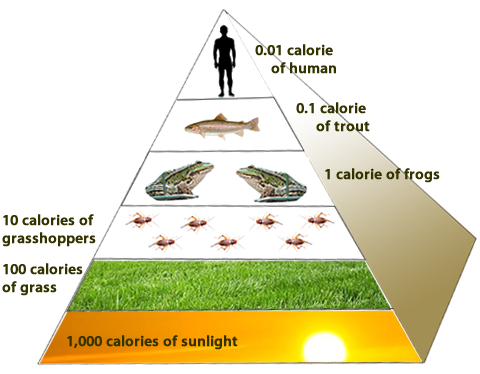 Energy pyramid