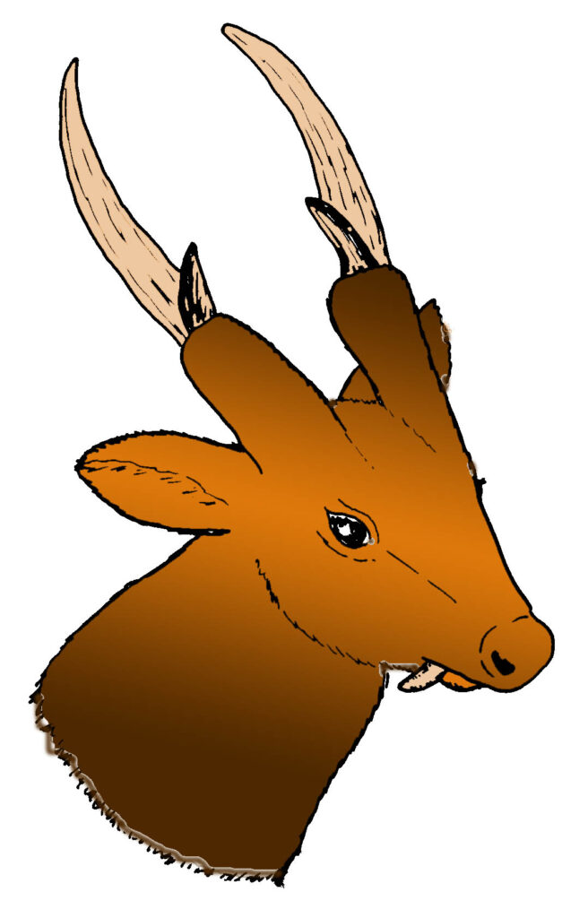 Color drawing of giant muntjac