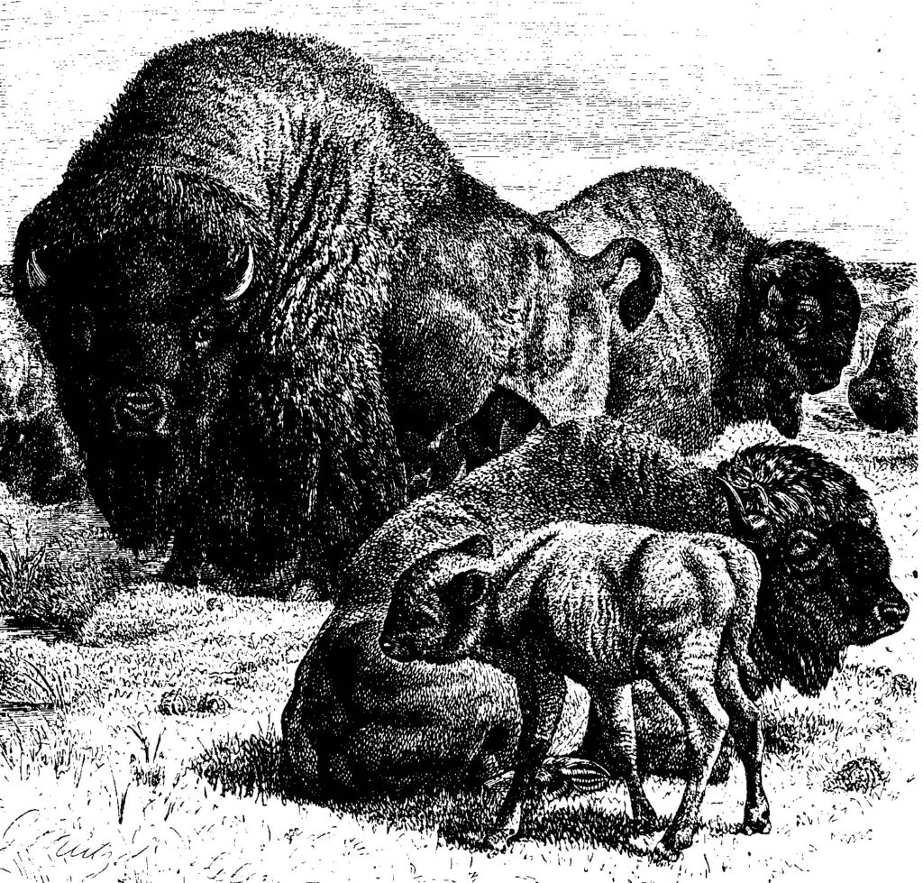Bull buffalo guarding the herd