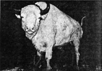 Rare white bull bison