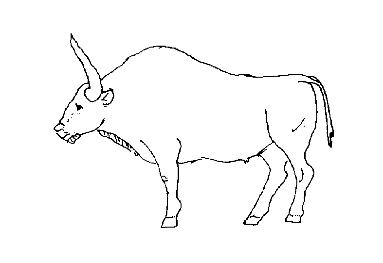 Bison latifrons