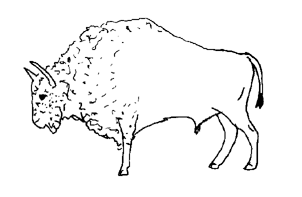 Bison antiquus