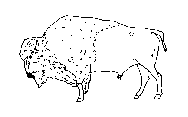 modern bison