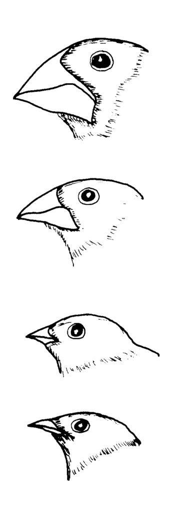 Drawings of finches