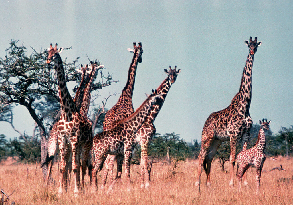 Giraffes