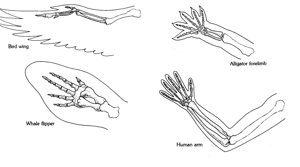 illustrations of arms of vertebrates