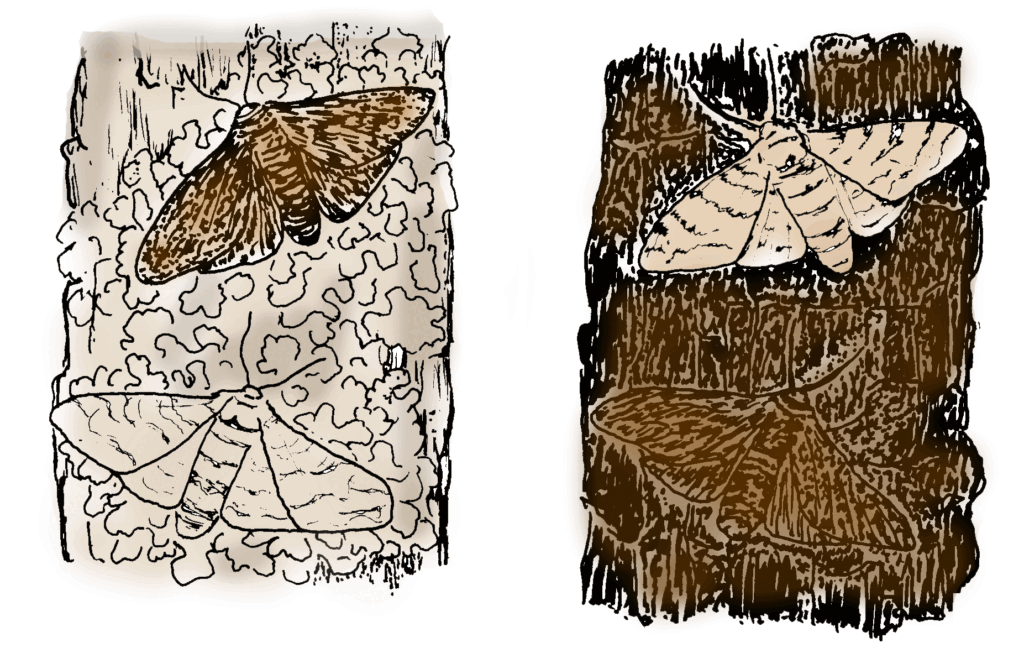 illustrtions of white pepper moths